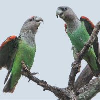 2014 03b Chittenden parrot_grey-headed_male_and_female KNP