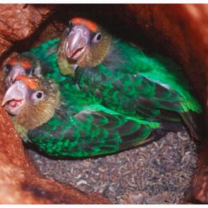CP_CHICKS_IN_NEST-490x387