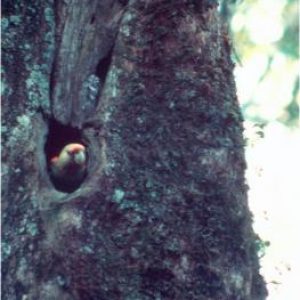 CP_at_nest-263x375